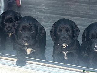 Cocker Spaniel dogs - Advert 6