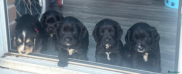 Cocker Spaniel dogs - Advert 1