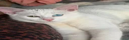 Turkish Angora cats for sale:  Beautiful White Cat  - Advert 5