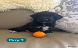 Mixed Breed dogs for sale: 3 yorkshire terrier x Jack Russell  - Image 5