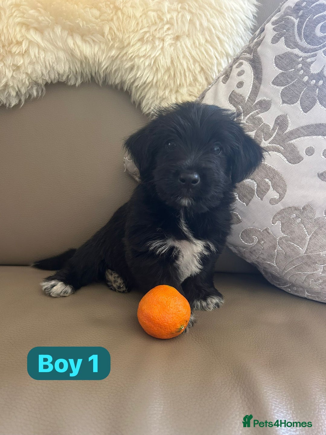 Mixed Breed dogs for sale: 3 yorkshire terrier x Jack Russell  - Image 5