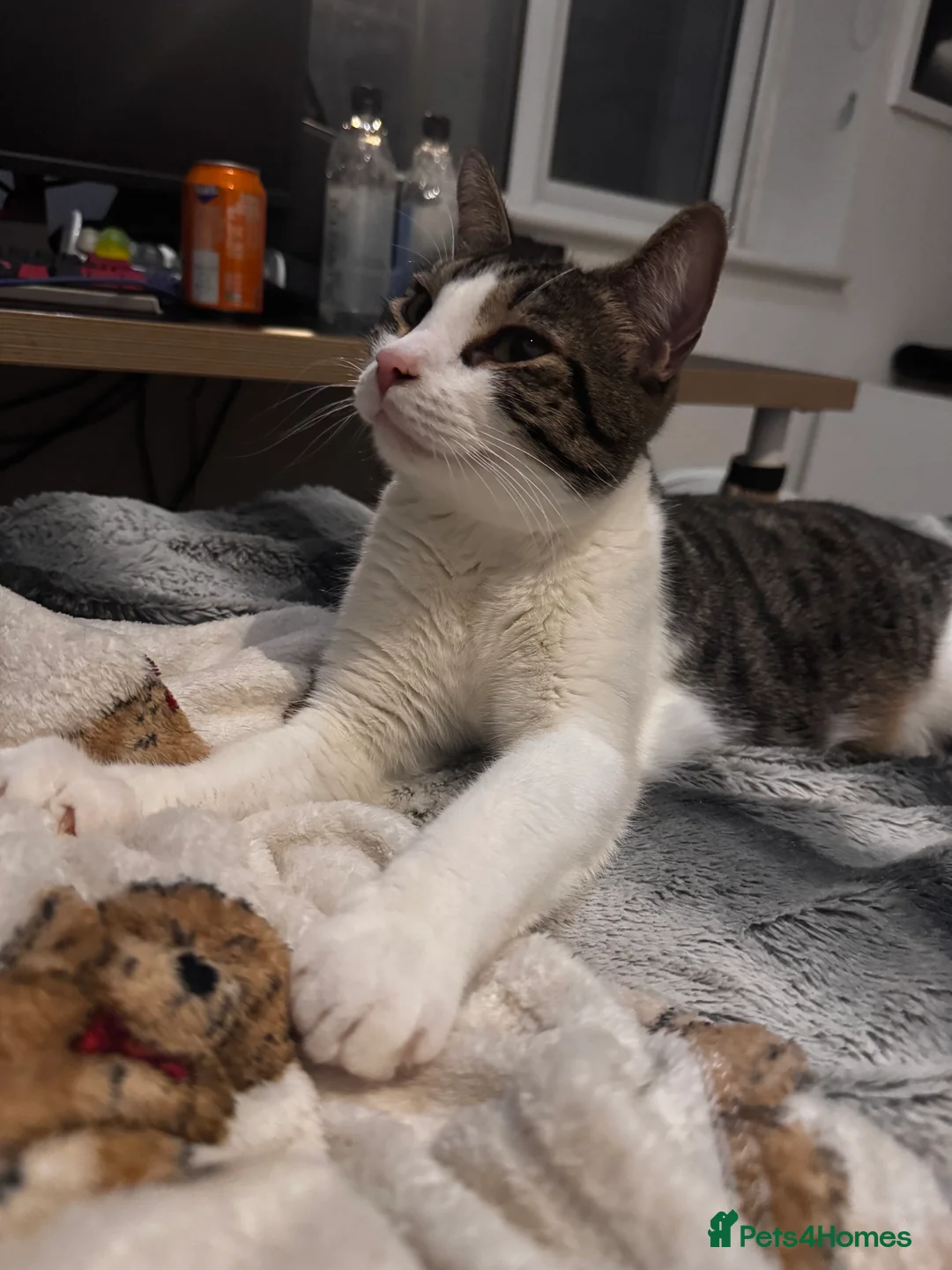 Mixed Breed cats for sale: Amazing Cats - Advert 7