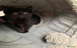 British Shorthair cats for sale: Three kittens ready for new home - Image 2