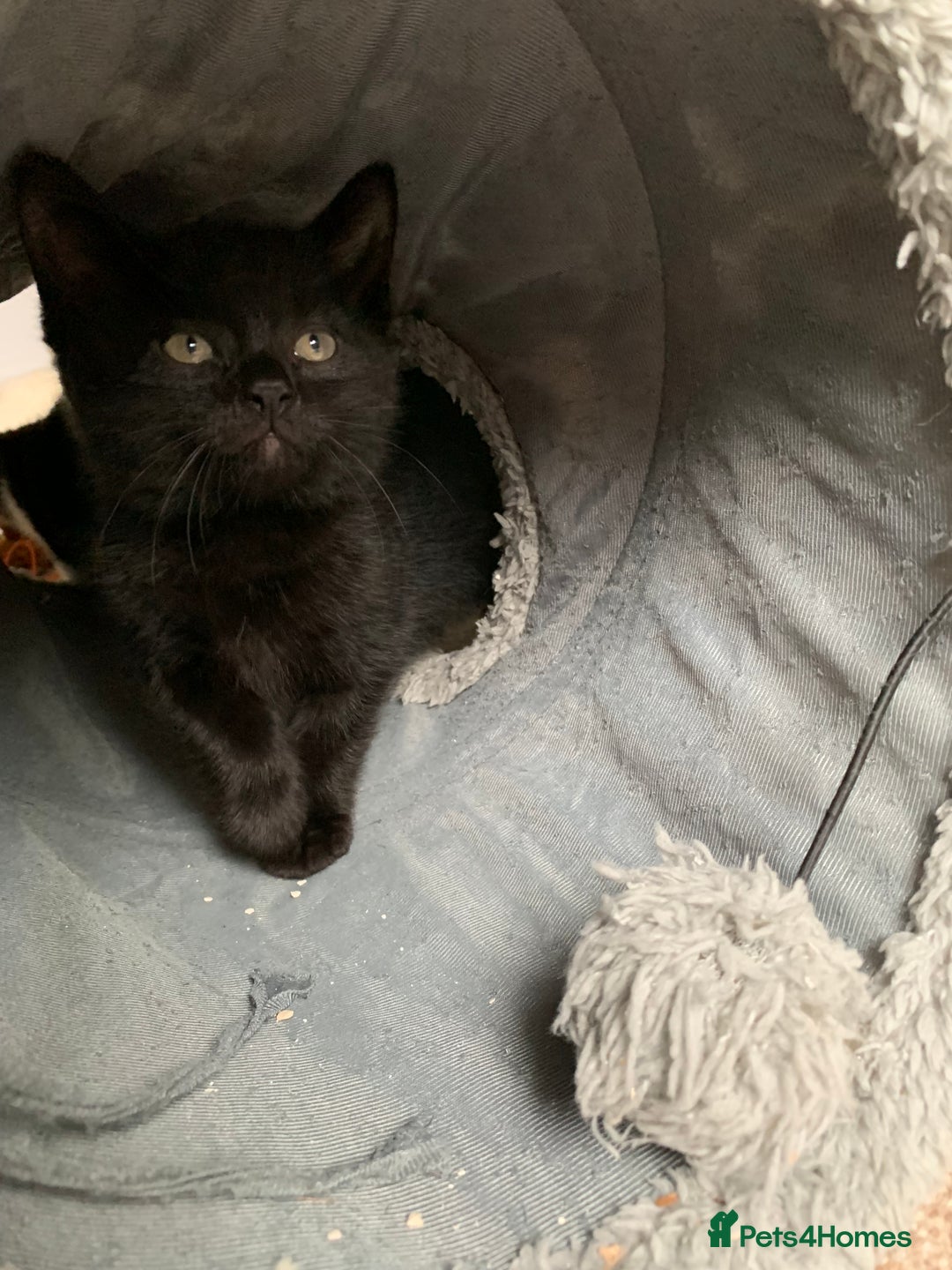 British Shorthair cats for sale: Three kittens ready for new home - Image 2