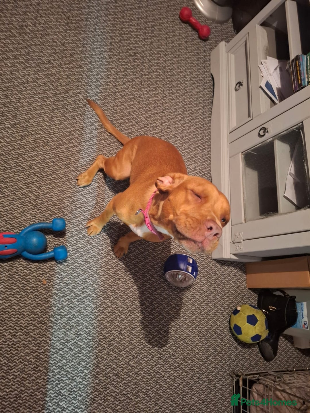 Hungarian Vizsla dogs for sale: Hungarian vizsla  - Image 2