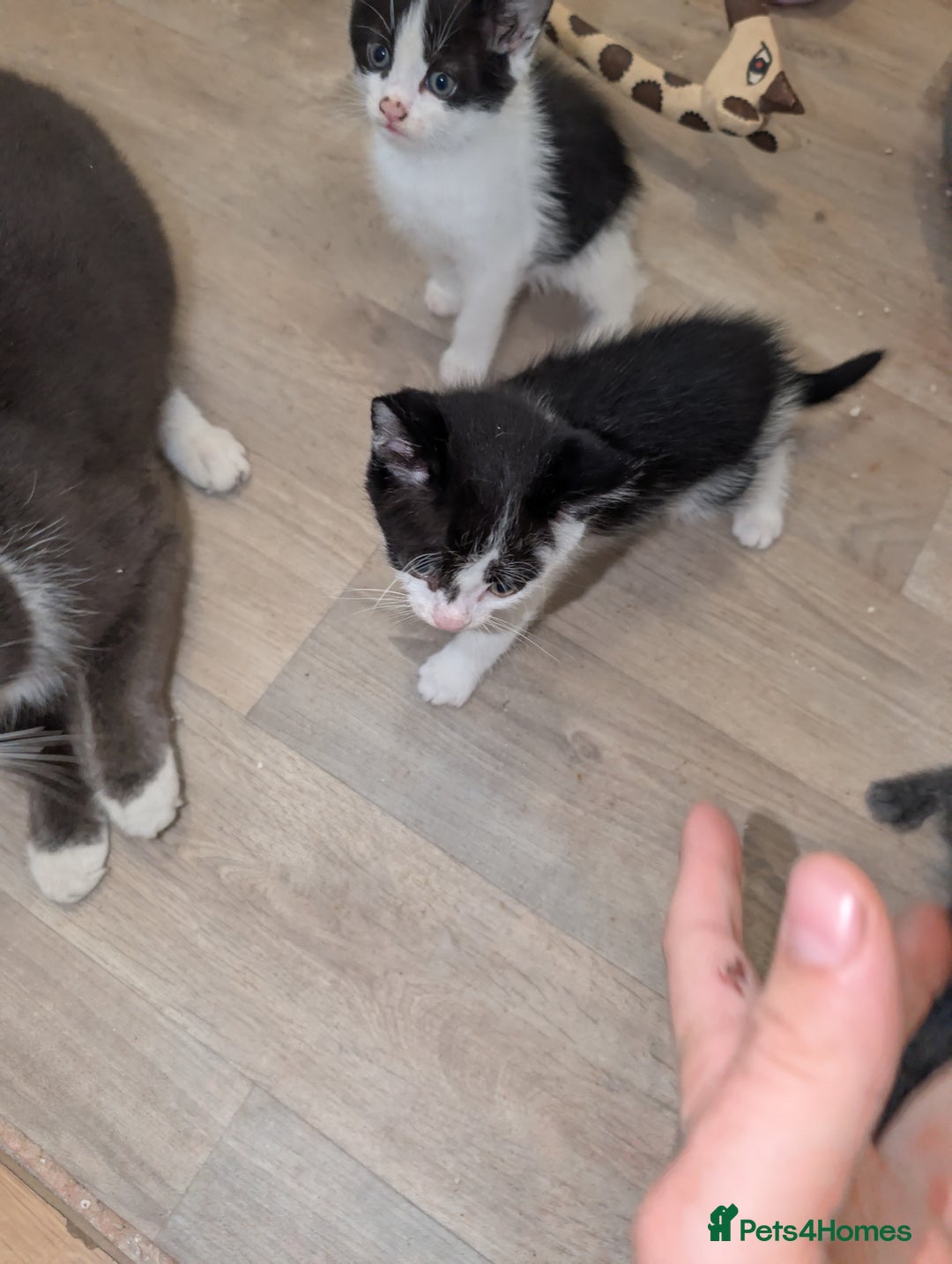 British Shorthair cats for sale: Kittens for sale  - Image 5