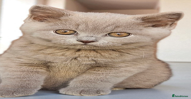 British Shorthair cats - Advert 12