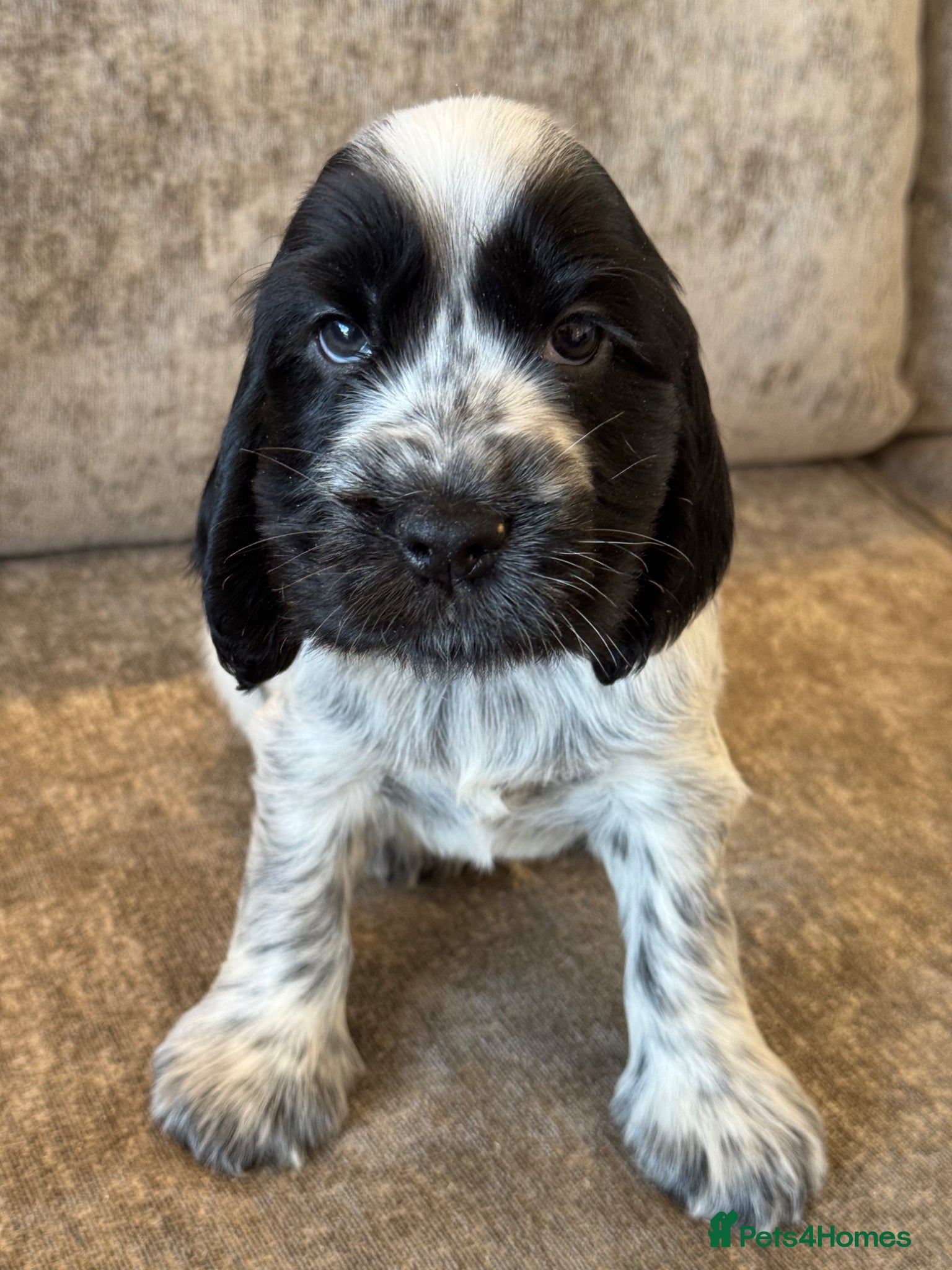 Cocker Spaniel dogs 100% SHOWTYPE KC REGISTERED COCKER SPANIELS - Advert 2