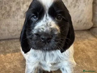 Cocker Spaniel dogs for sale: 100% SHOWTYPE KC REGISTERED COCKER SPANIELS - Advert 3