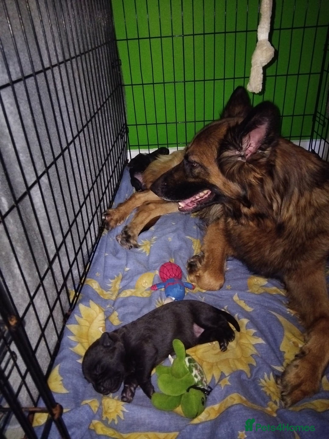 Mixed Breed dogs for sale: German shepard x cane corso - Image 6