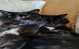 British Longhair cats for sale: Two Male long hair Tuxedo cats available  - Image 3