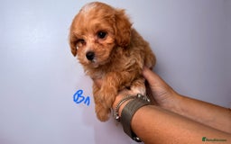 Maltipoo dogs for sale: ADORABLE TOY SIZE KOREAN SIRE F1 MALTIPOO PUPS  - Image 10