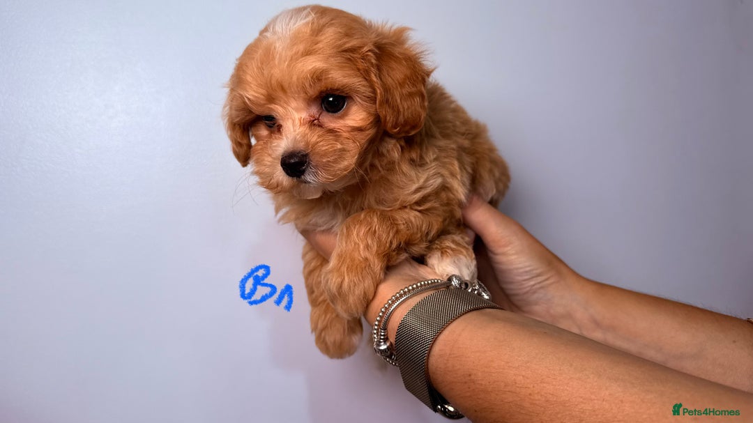 Maltipoo dogs for sale: ADORABLE TOY SIZE KOREAN SIRE F1 MALTIPOO PUPS  - Image 10