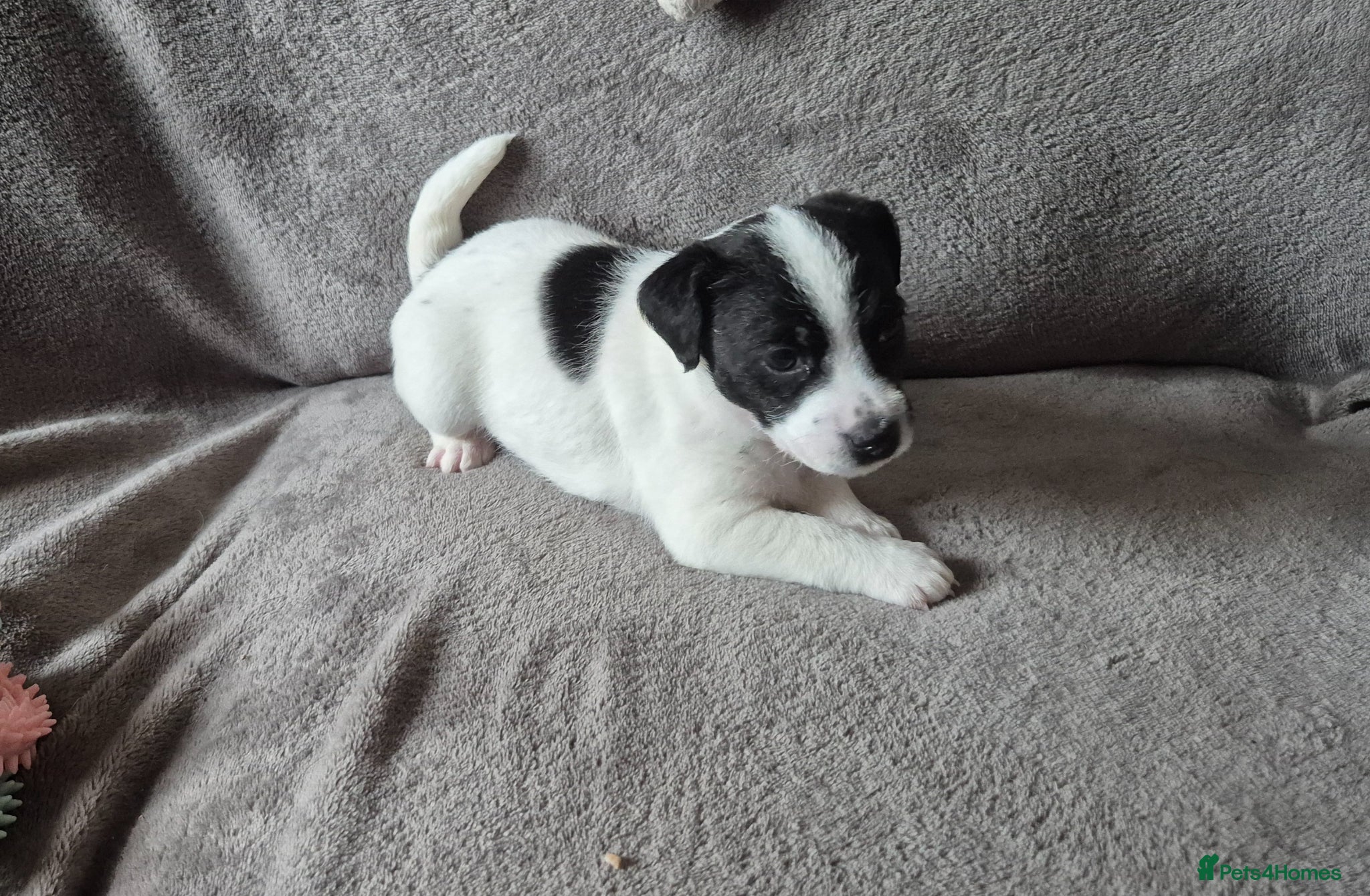 Patterjack dogs for sale: Jak Russell X patterdale  - Advert 4