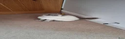 British Shorthair cats for sale: British shorthair and Scottish fold cats  - Advert 14