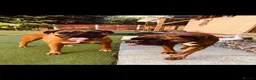 Boxer dogs for sale: Beautiful KC boxer puppies  in Colchester - Advert 17