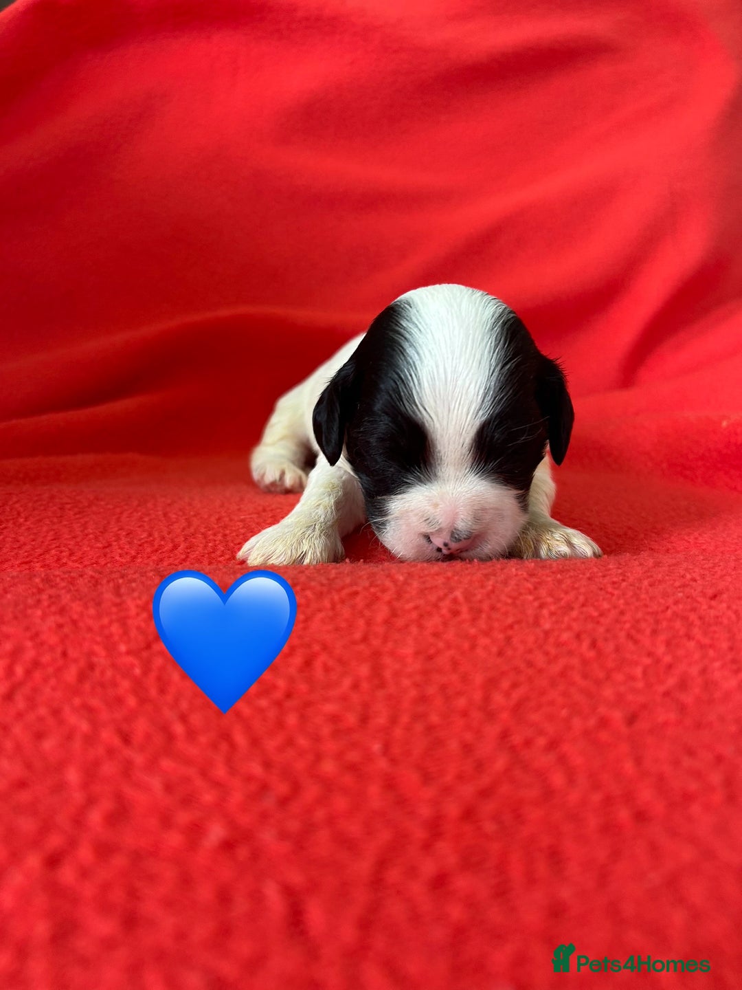 Havanese dogs for sale: 🐾 9 Havanese Puppies for Their Forever Homes 🐾 - Image 14