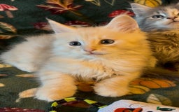 Maine Coon cats for sale: Maine Coon Kittens TICA  - Image 17
