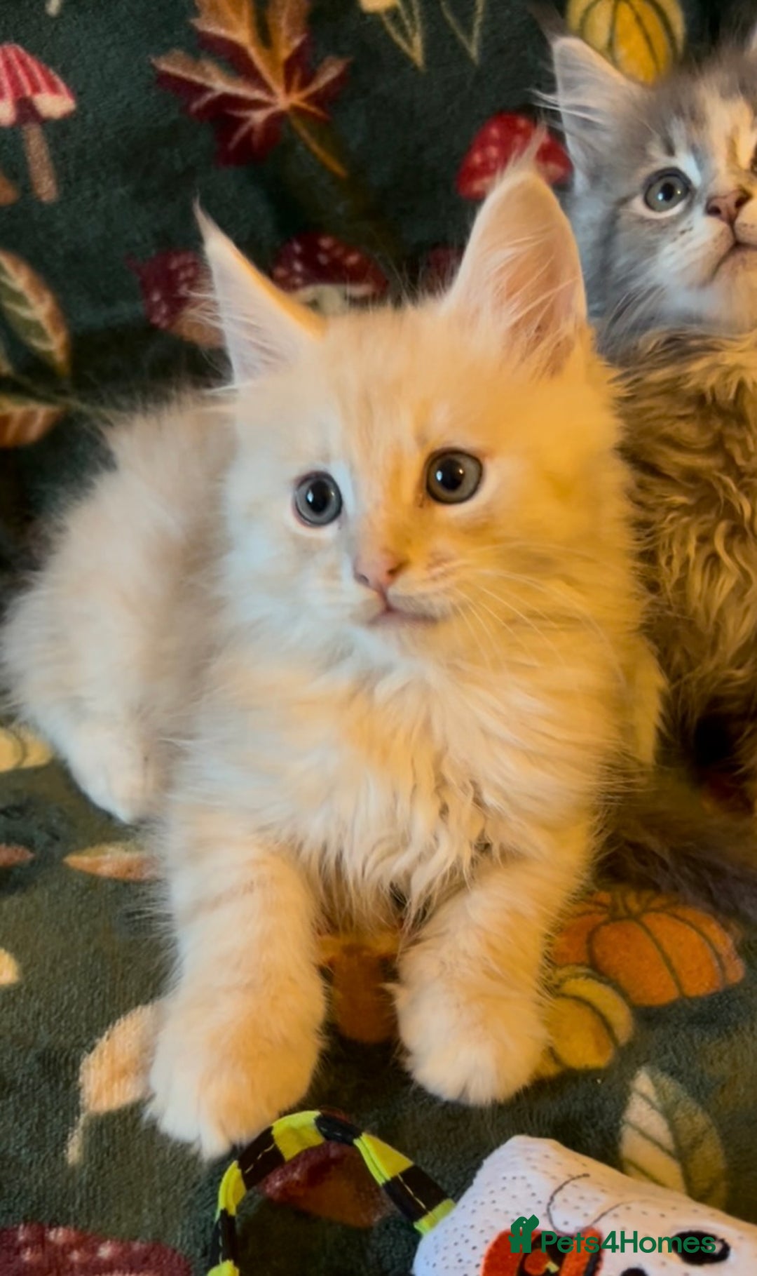 Maine Coon cats for sale: Maine Coon Kittens TICA  - Image 17