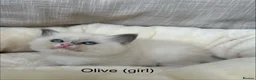 Ragdoll cats for sale: Gorgeous ragdoll kittens - Advert 9