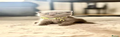 Scottish Fold 3
