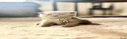 Scottish Fold cats for sale: Scottish fold - Advert 19