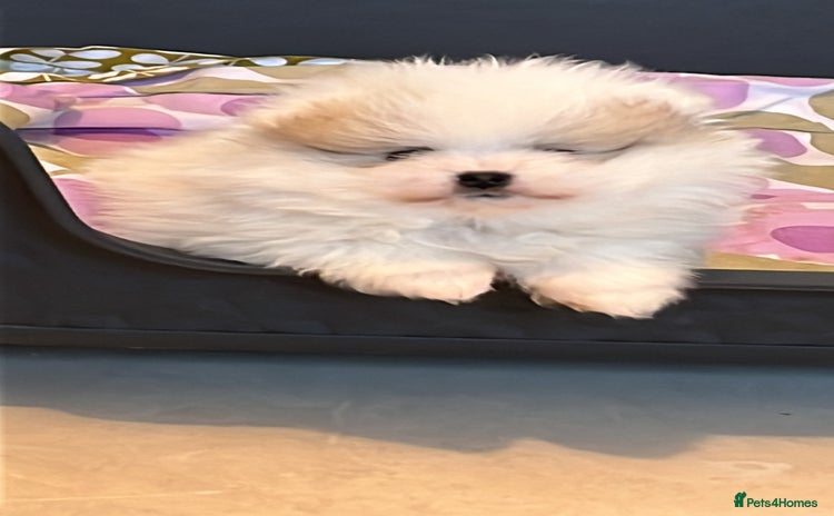 Pomeranian dogs - Advert 3