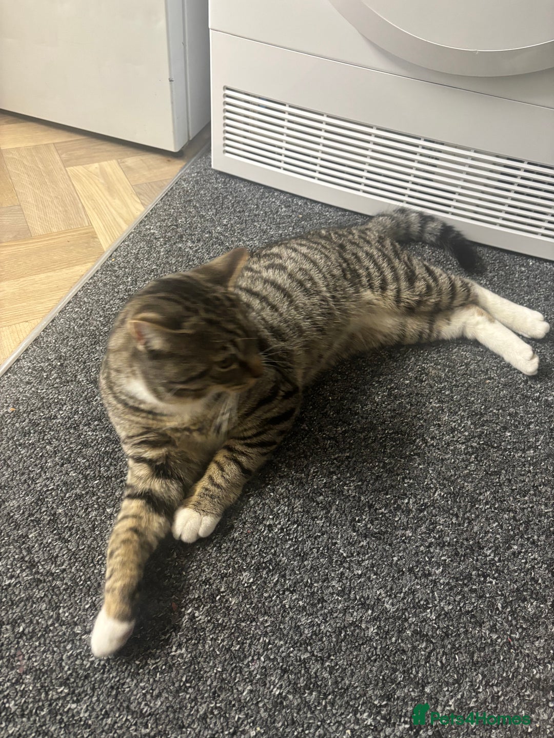 Mixed Breed cats for sale: 6 Month Kitten For Sale - Advert 2