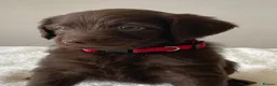 Labradoodle dogs for sale: Ready now - last few remaining  - Advert 17