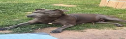 Staffordshire Bull Terrier dogs for sale: 🐾 CHUNKY STAFF PUPPIES – BLUE & BLACK 🐾  - Advert 13