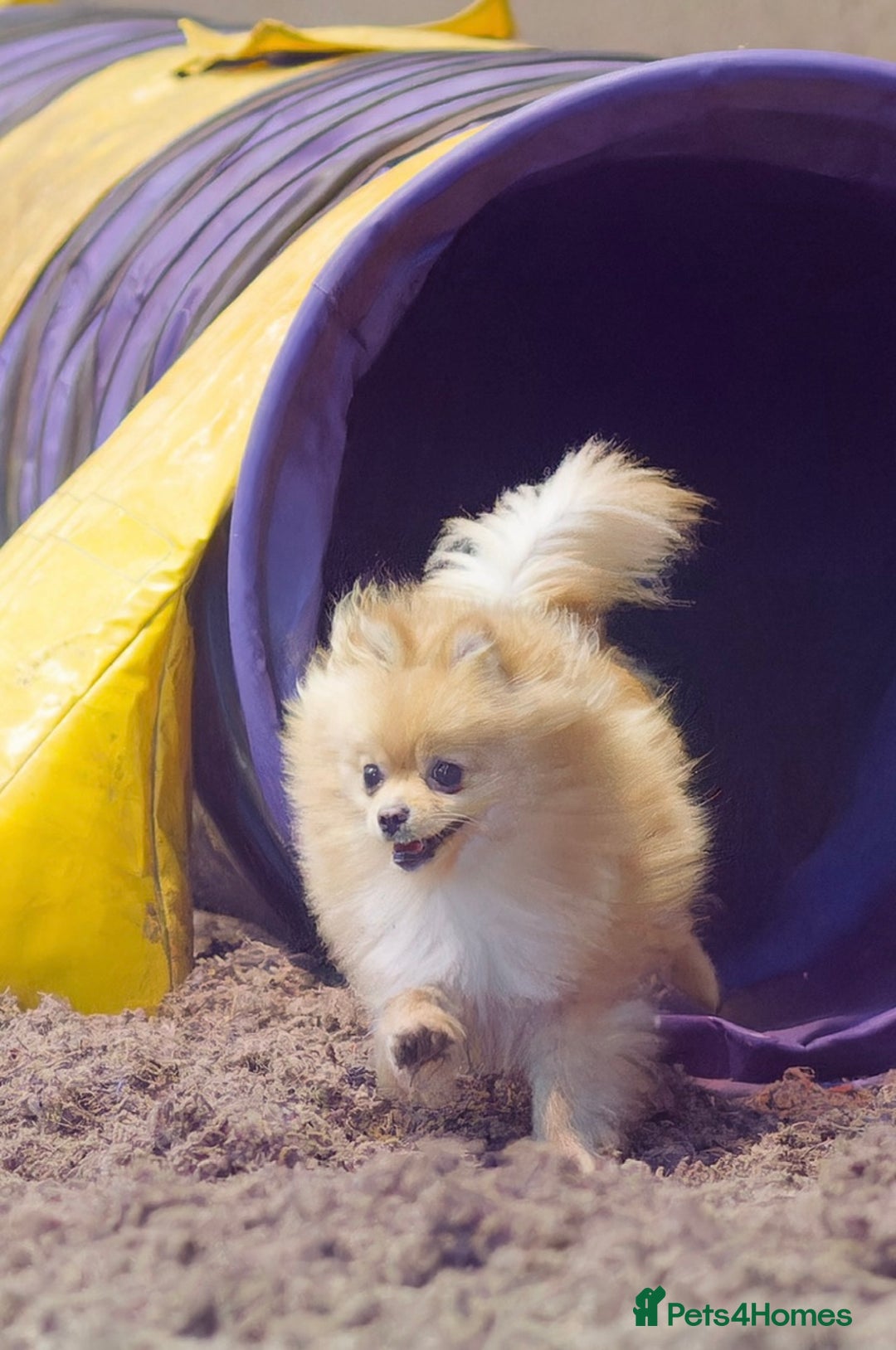 Pomeranian dogs for sale: Tiny Female Black Pomeranian Puppy  - Advert 3