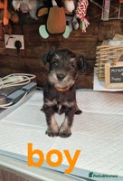 Miniature Schnauzer dogs - Advert 1