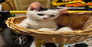 Mixed Breed cats - Advert 9