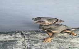 Mixed Breed dogs for sale: 9 month old Cane corso mixed breed  in Bradford - Image 4