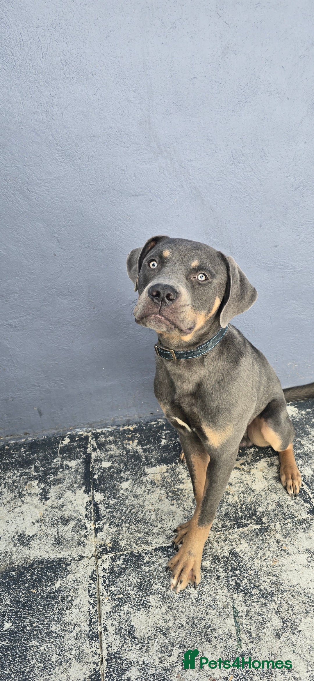 Mixed Breed dogs for sale: 9 month old Cane corso mixed breed  in Bradford - Image 4