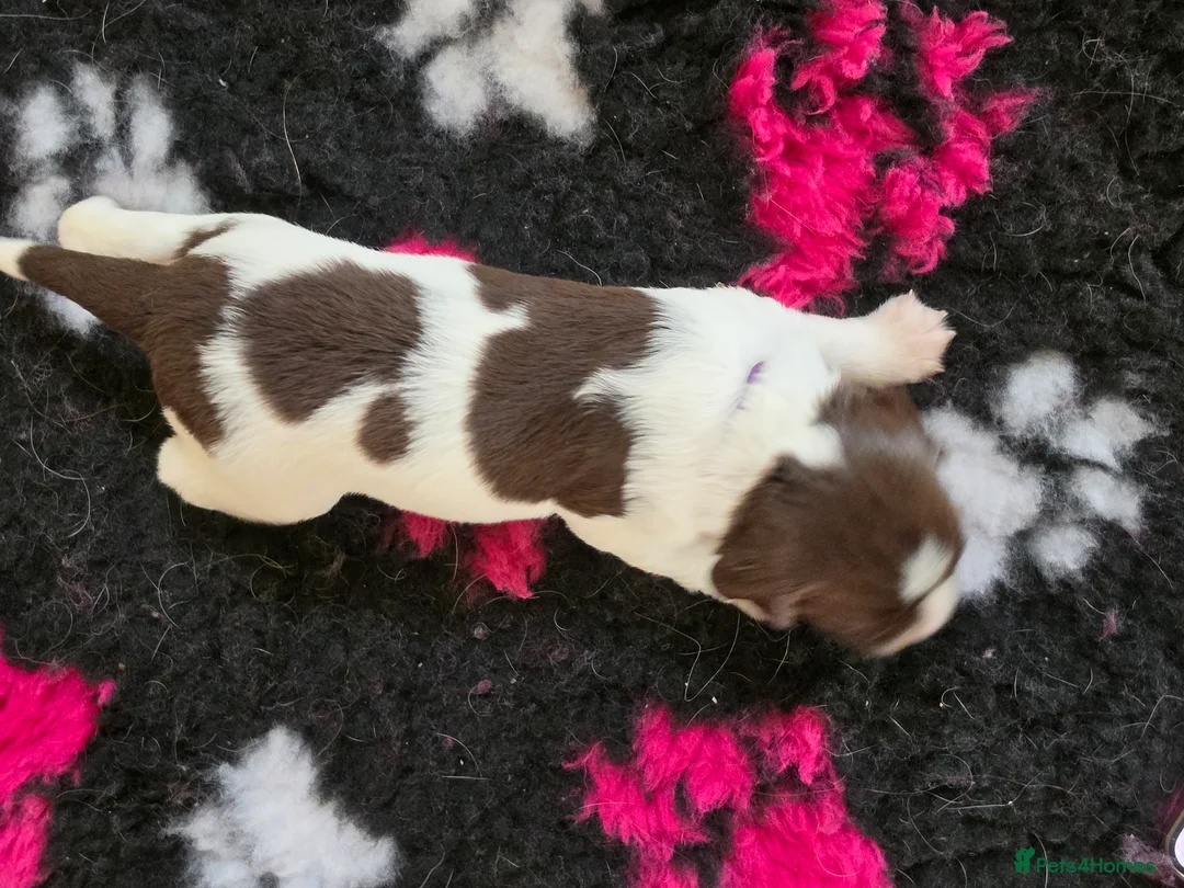 English Springer Spaniel dogs for sale: Beautiful litter of 5 springer spaniel puppies in Bristol - Advert 2