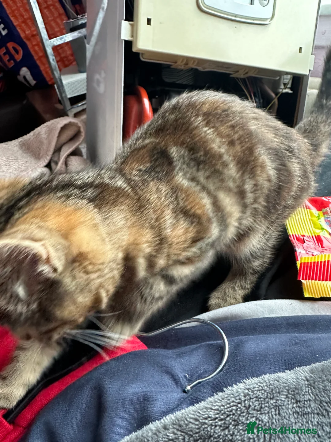 Mixed Breed cats for sale: Kitten for sale  - Advert 5