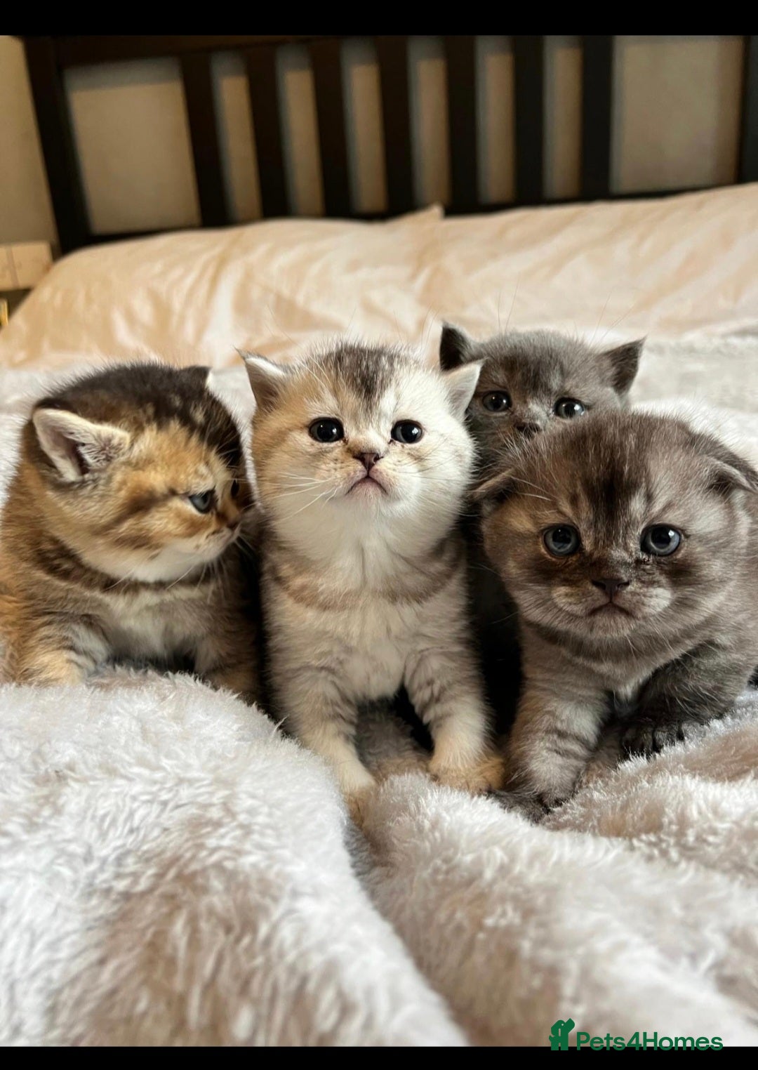 Scottish Fold cats 🐾 Adorable Scottish Fold Kittens  - Advert 1