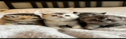 Scottish Fold cats for sale: 🐾 Adorable Scottish Fold Kittens  - Advert 1