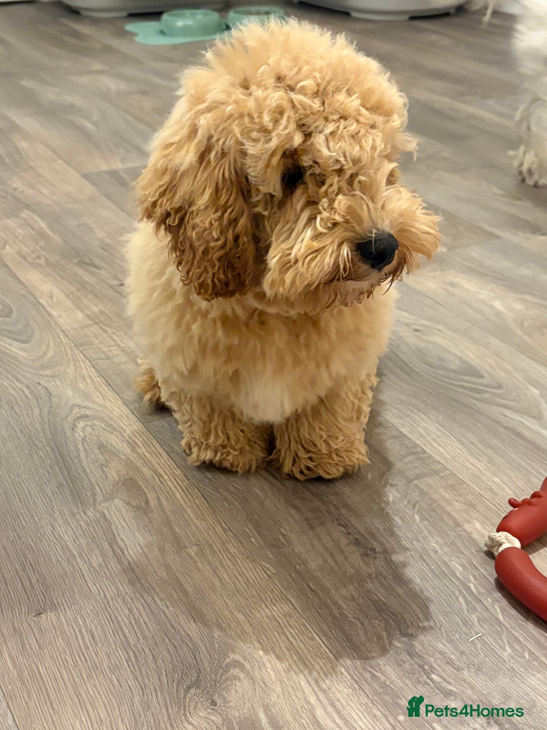 Cockapoo dogs for sale: *** Re-Home *** F1B male cockapoo pup - Advert 2