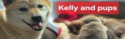 Japanese Shiba Inu dogs for sale: Foxy little shibas - Advert 25