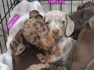 Miniature Dachshund dogs - Advert 1