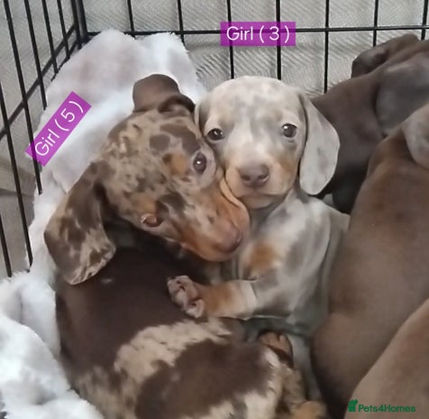 Miniature Dachshund dogs - Advert 4