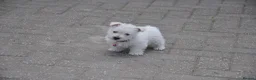 West Highland Terrier dogs for sale: West Highland Terrier Puppy Girls - Advert 13
