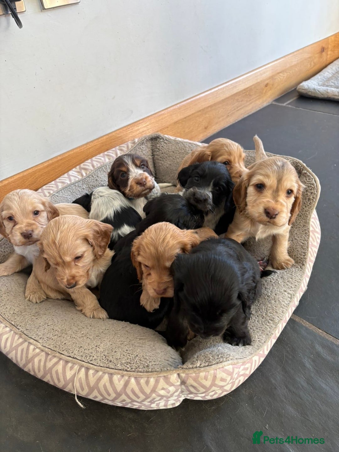 Cocker Spaniel dogs for sale: Show Cocker Spaniel - Advert 1