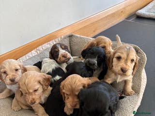 Cocker Spaniel dogs Show Cocker Spaniel - Advert 2