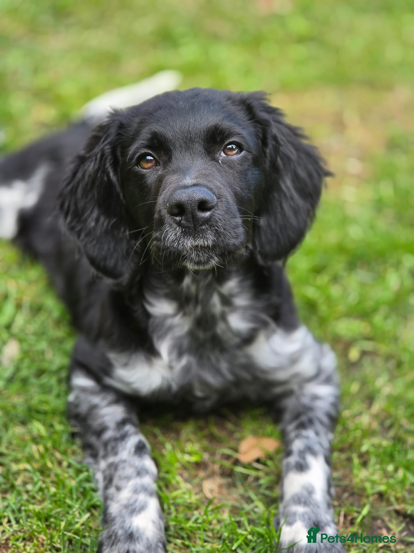 Brittany Spaniel dogs Kapsel  - Advert 2