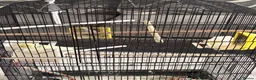 Budgerigars birds for sale: Cooki  - Advert 4