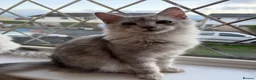 Maine Coon cats for sale: Majestic Maine coon Kittens - Advert 3