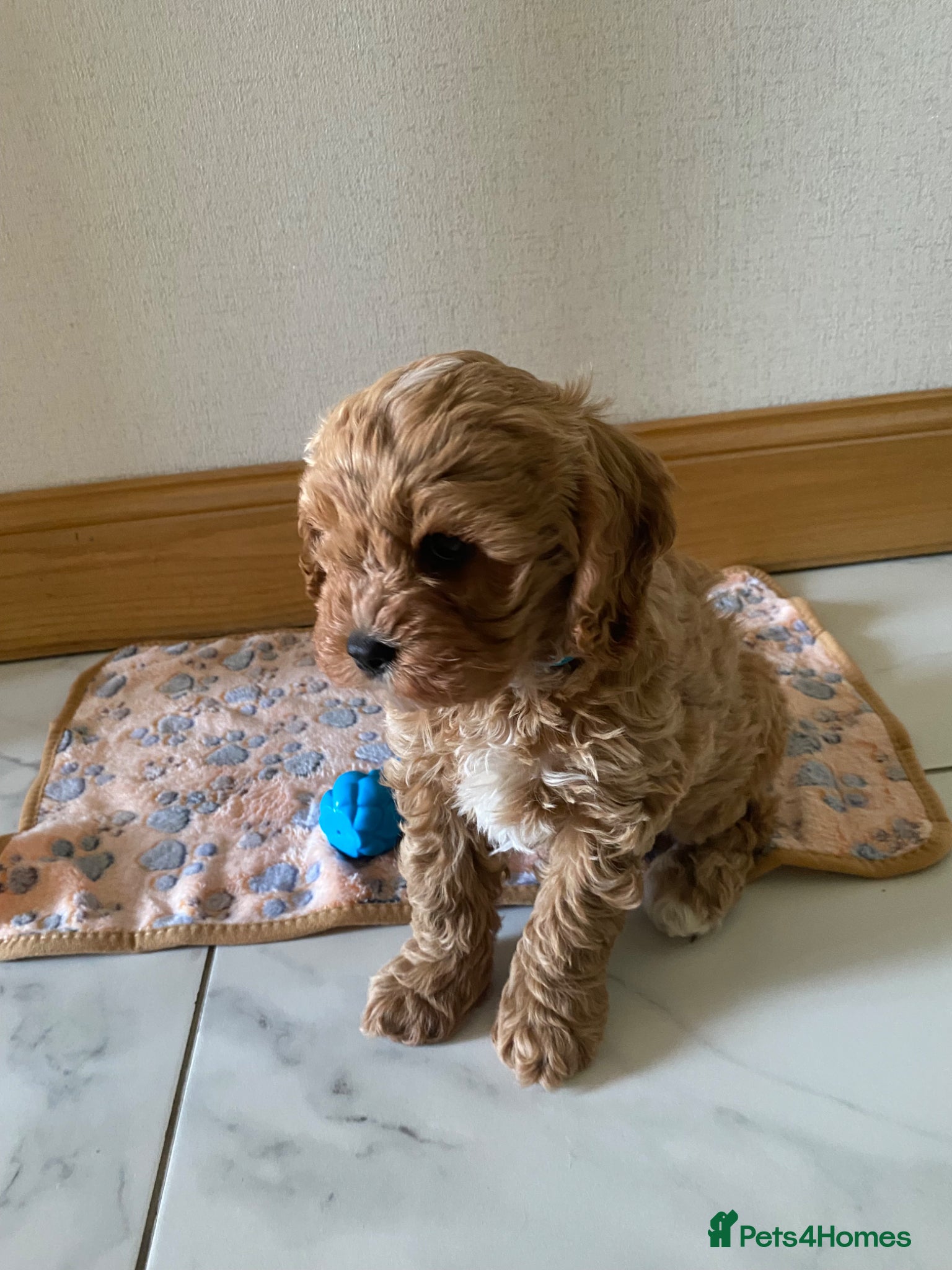 Cavapoo dogs 🐶💙 F1 Cavapoo 💙🐶Ready Now🐶💙 - Advert 15